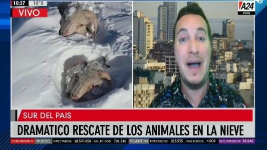 Dramático rescate de animales por las intensas nevadas en el sur