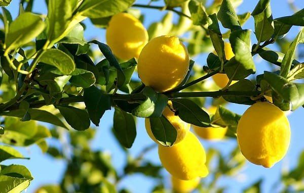 ¿Cómo germinar semillas de limón? Obtén un lindo limonero