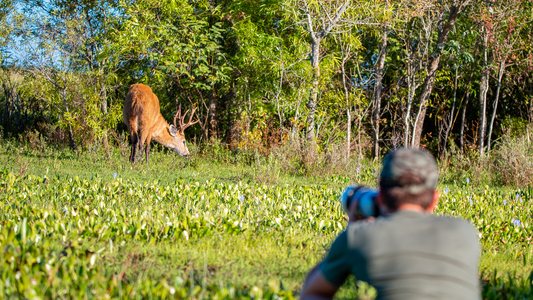 Corrientes tras los incendios: ¿Cómo están hoy los Esteros del Iberá?