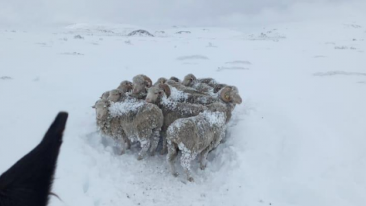 Advierten sobre la alta mortandad de ovejas en el sur, por los estragos de las nevadas