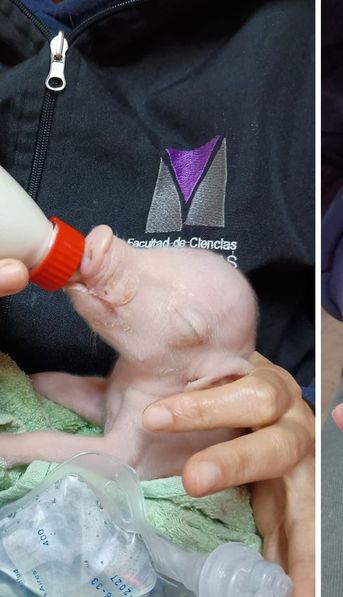 Hito científico en Argentina: nació el primer cerdo de América Latina modificado para trasplantes