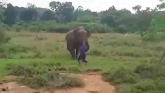Impresionante: un video muestra el momento en el que un elefante mató a un hombre que intentó hipnotizarlo