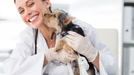 Día del Veterinario: ¿por qué se celebra en Argentina?