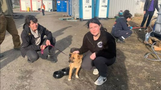 La conmovedora tarea de los ucranianos que rescatan perros de la guerra