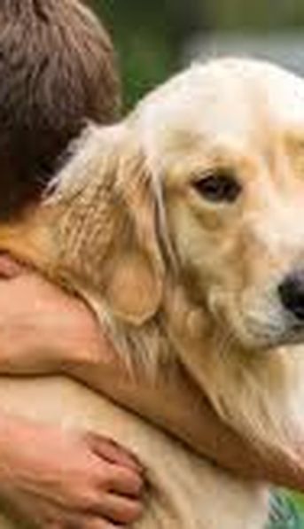 Pagó el precio: una mujer envenenó a 10 perros y y murió tras consumir el mismo producto que le había dado a los animales