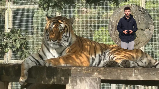 Revelaron quién era el hombre que murió tras el ataque de un tigre en un zoológico británico