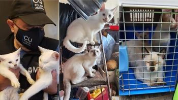 Allanaron la casa de una mujer que acumulaba gatos, los freezaba y los cocinaba en guisos