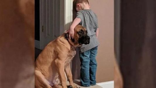 Cadenas de amor: niño y perro comparten castigo con ternura