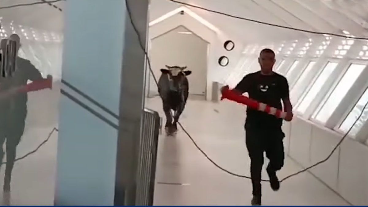 Sorpresa absoluta. El toro suelto persigue a uno de los empleados del banco (Foto: Gentileza The Guardan)