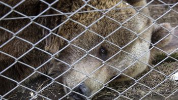 Trasladan a los animales del ex zoo de Luján: el operativo histórico para rescatar a Gordo, Florencia y Flora