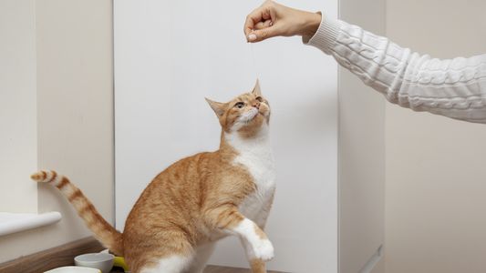 ¡Atento! No lo alimentes sin información