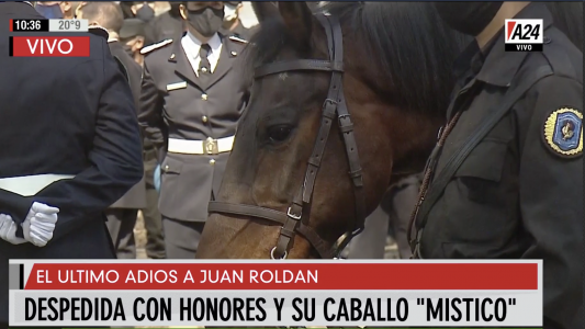 La historia de Místico, el caballo de Juan Roldán, el policía asesinado: así presenció su despedida