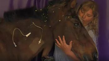 Recuperan caballos con un hilo de vida que sufren violencia en los carros