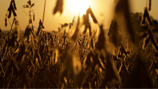 ¿Por qué bajó tanto la soja?