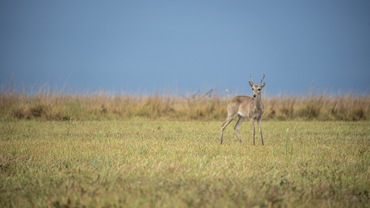 Corrientes tras los incendios: ¿Cómo están hoy los Esteros del Iberá?