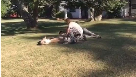 Impresionante video de Facundo Arana: La técnica que usa para acostar un caballo