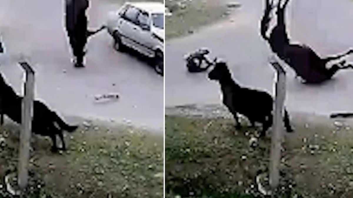 El momento en el que el auto chocó al caballo. (Foto: captura video)