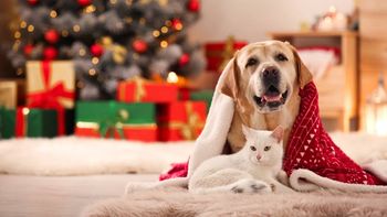 Navidad y Año Nuevo: cuatro tips para cuidar a las perros de los fuegos artificiales