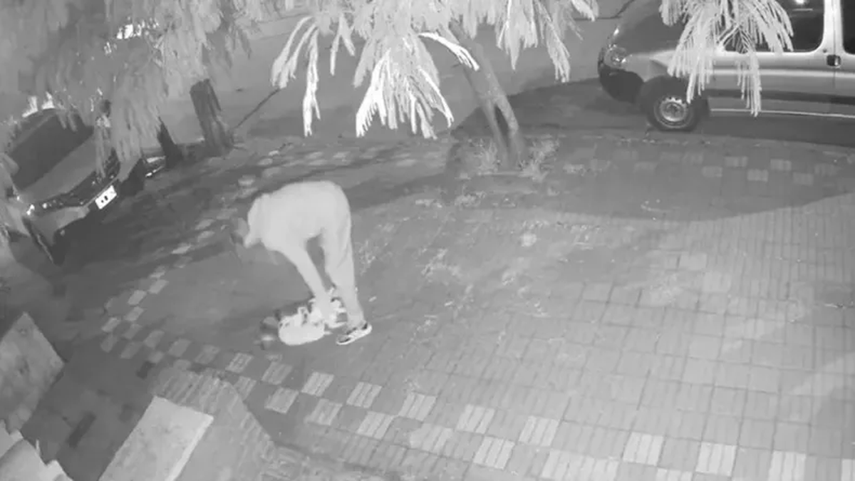El killer de los gatos: un joven de 17 años los captura en la calle y los sacrifica en un extraño ritual