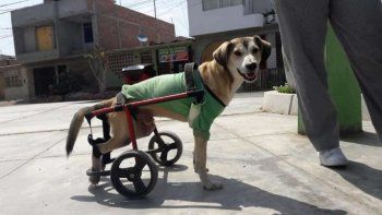 Le robaron la silla de ruedas a un perro discapacitado y ahora piden ayuda por Facebook
