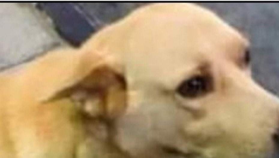 De terror: ató a su perro a su camioneta y lo arrastró hasta matarlo
