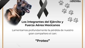 dolor por la muerte de proteo, un perro que ayudaba en los rescates del terremoto de turquia dolor por la muerte de proteo, un perro que ayudaba en los rescates del terremoto de turquia