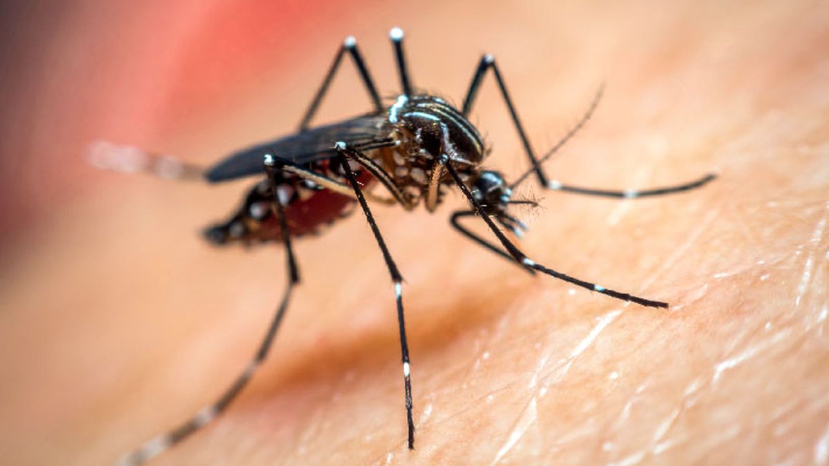 Invasión de mosquitos: ¿cuáles son los síntomas del dengue? (Foto: archivo)