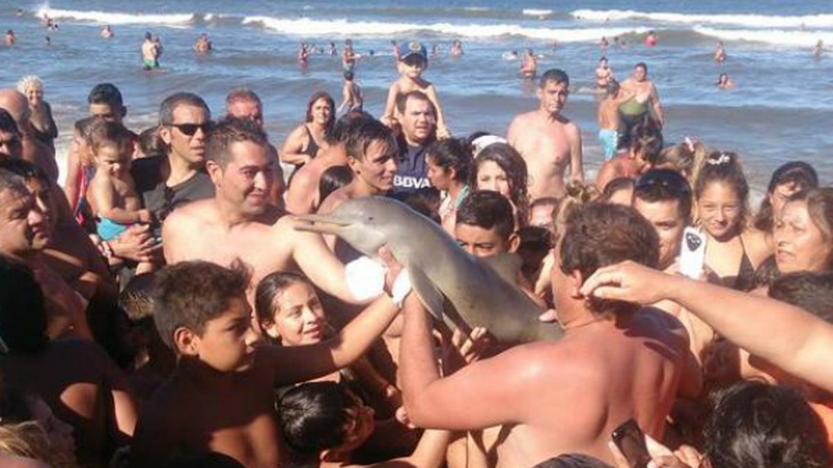 Los turistas se sacaron fotos con el pequeño delfín y el animal a los pocos minutos murió.