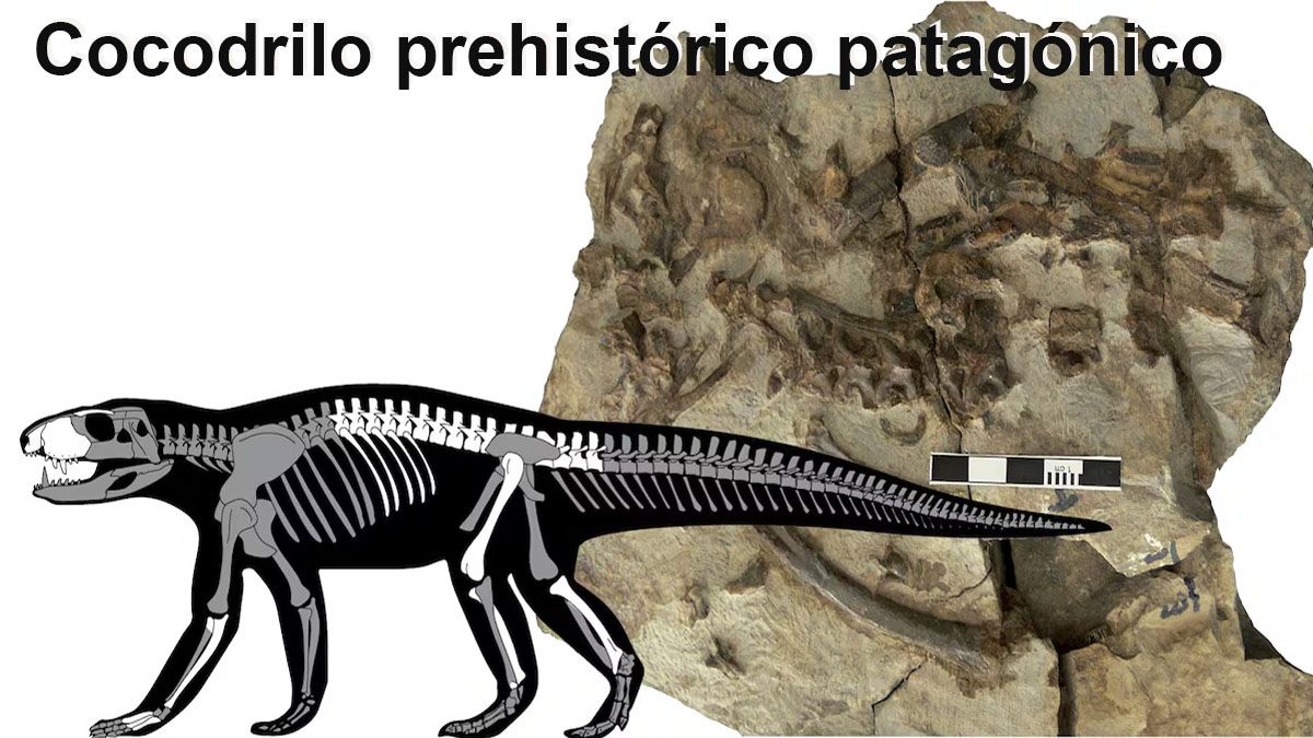 El cocodrilo patagónico, comía a otros dinosaurios sin inconvenientes, incluso a carnívoros. (Foto: A24.com)