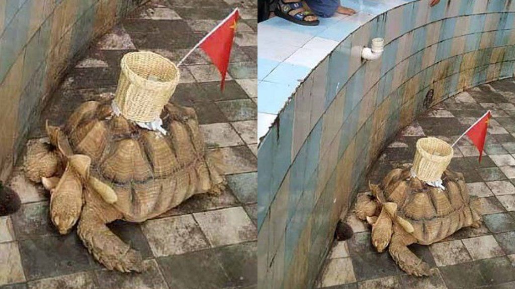 Un zoológico chino pegó una canasta sobre una tortuga para que le lancen monedas de la suerte