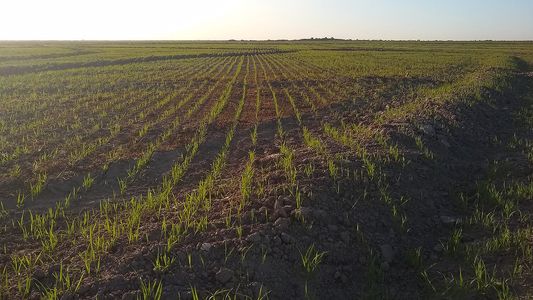 Entre Ríos: por la sequía, un producto de consumo masivo tendría la menor siembra en 22 años