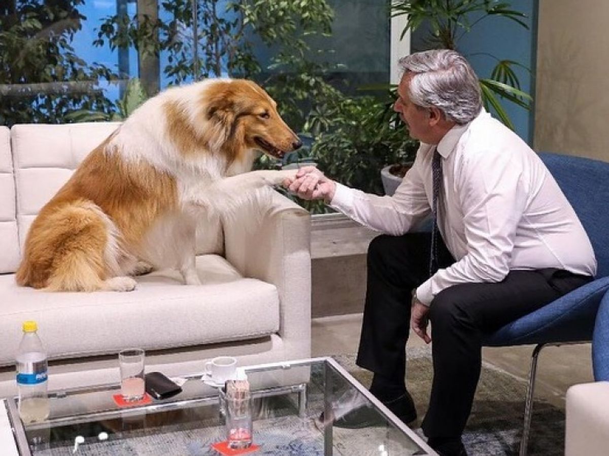 Dylan, el perro de Alberto Fernández, saludó a Brownie, la primera mascota presidencial de Chile
