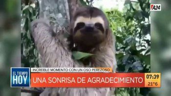 virales: el dia que el perezoso gano velocidad en brasil virales: el dia que el perezoso gano velocidad en brasil