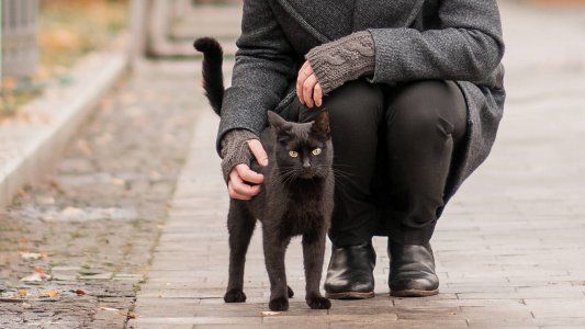 Una gata caminó más de 30 kilómetros sola para volver a su casa