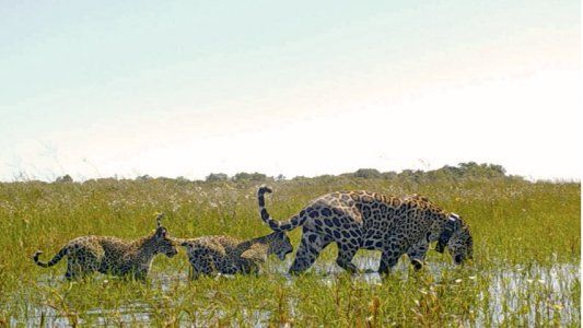 Dos cachorros de yaguaretés y su madre, liberados en el Parque Nacional Iberá