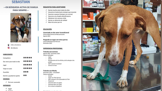 Red4patas le hizo un CV a un perrito que busca familia para siempre