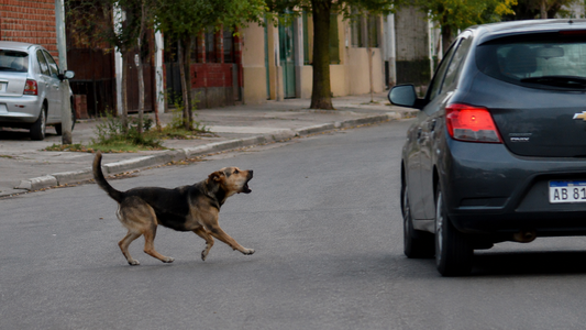 Por qué los perros persiguen autos, motos y bicicletas
