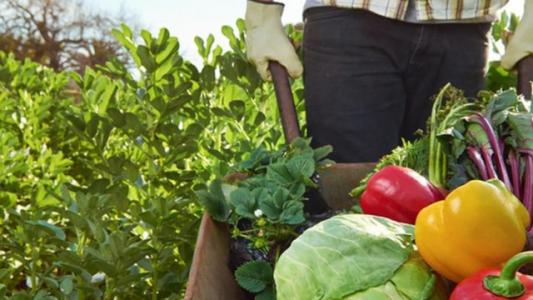 Semillero de Futuro: 34 ONGs desarrollarán proyectos innovadores en alimentación y nutrición