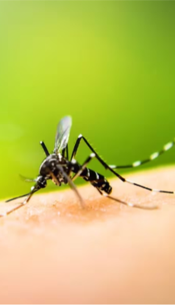 El brote de dengue no da tregua: Argentina ya registró 230 mil casos y ciento de muertes