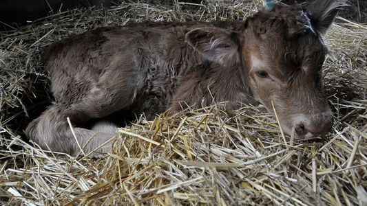 La ternera Tini Tini, el segundo nacimiento que dejó La Rural 2022