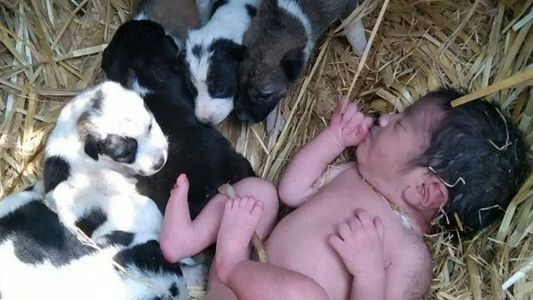 Abandonan a una bebé recién nacida en un campo y la salvaron cachorros que la mantuvieron caliente toda la noche