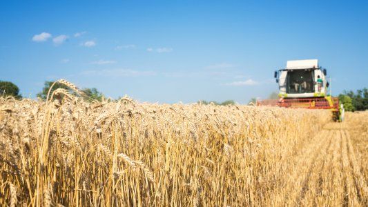 Trigo: piden tranquilidad al Gobierno antes de iniciar la campaña de invierno