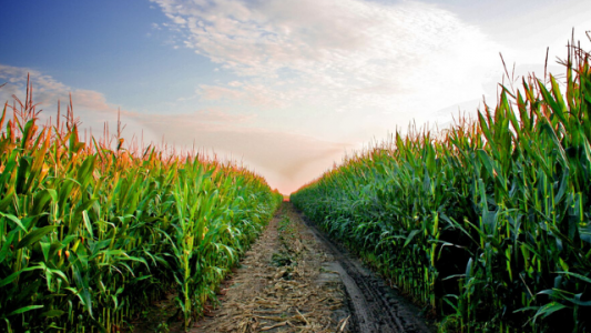 Maizar se prepara para su Congreso anual: los productores quieren sostener la cantidad de gramíneas, afirma Alberto Morelli