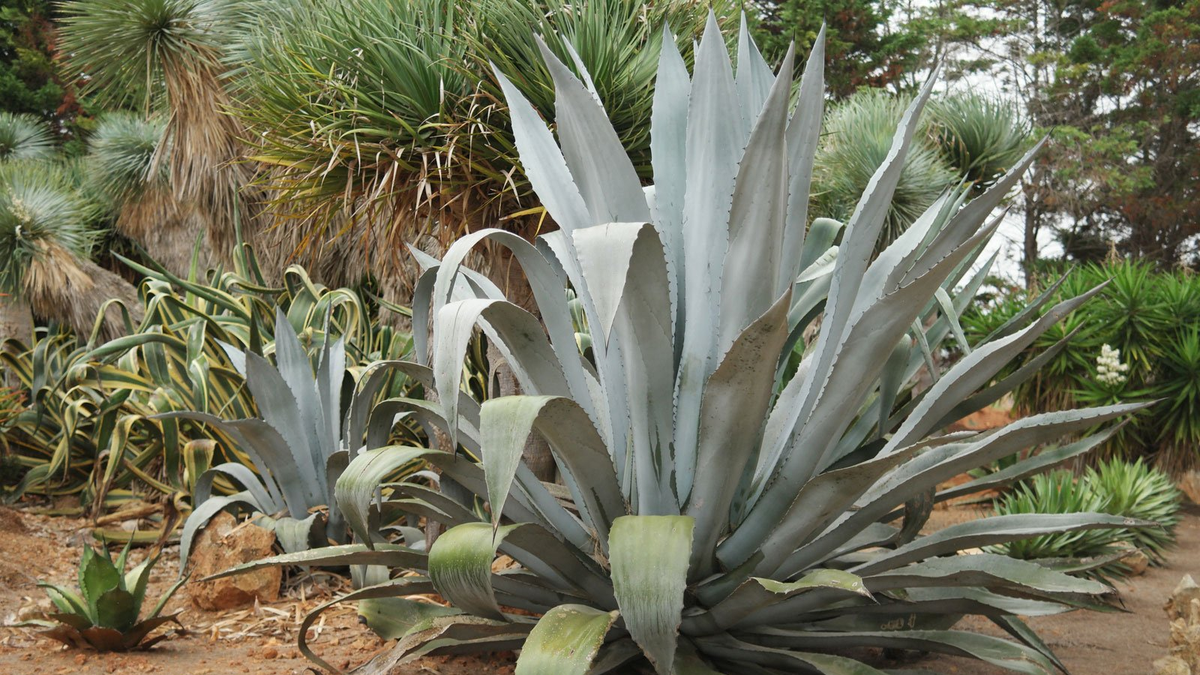 Ni cactus ni aloe vera: la exótica suculenta que tiene una floración espectacular