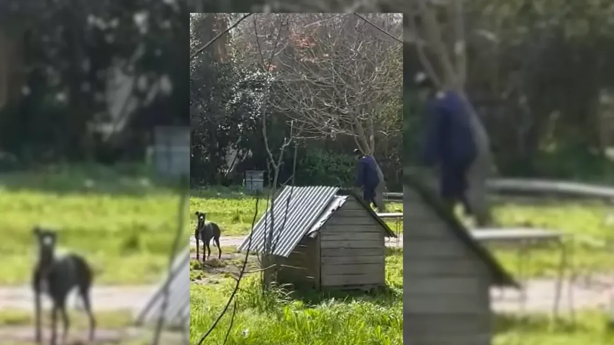 CMSPortada&nbsp;Contenidos&nbsp; Brutal caso de maltrato animal: detuvieron a un joven de 23 años tras ser filmado golpeando y ahorcando a sus perros