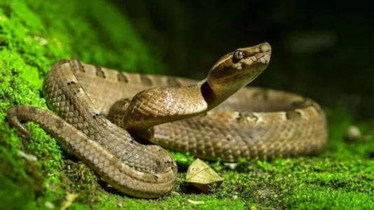 ¿Tu sueño fue con serpientes? No todo es tan siniestro como parece: mirá qué significa