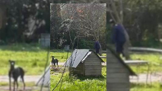 Brutal caso de maltrato animal: detuvieron a un joven de 23 años tras ser filmado golpeando y ahorcando a sus perros