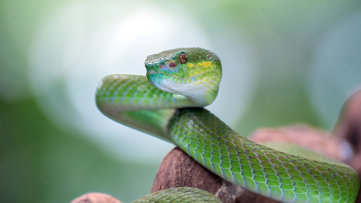 El inconsciente usa imágenes como serpientes para hablarnos de cosas que no queremos ver, pero que ya están ahí. Foto: Internet/Significado de los sueños. El inconsciente usa imágenes como serpientes para hablarnos de cosas que no queremos ver, pero que ya están ahí. Foto: Internet/Significado de los sueños.