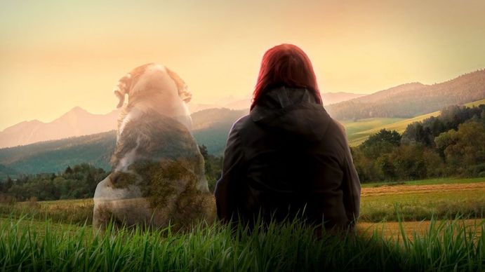 Luto animal: Colombia propone licencia por muerte de mascota