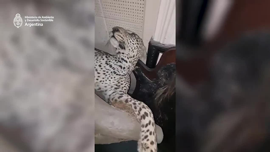 Familia Fort: en la fábrica de chocolates tenían más de 50 animales embalsamados